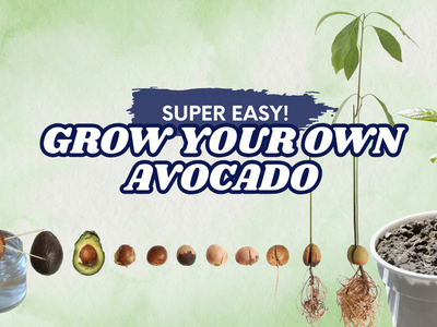 How to: Grow your own avocado plant from its stone