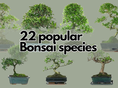 List of the 22 most popular Bonsai