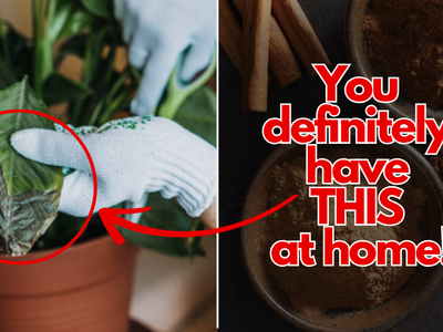 Your plant is sick? A popular spice can help heal it.