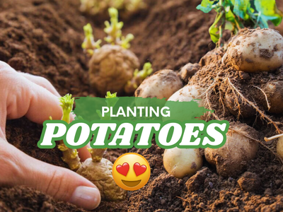 Planting potatoes is this easy – whether you're growing them in a flower bed or on a balcony