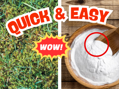 A clever baking soda trick gets rid of moss in the lawn – here's how it works!