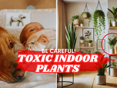 The 5 most toxic indoor plants